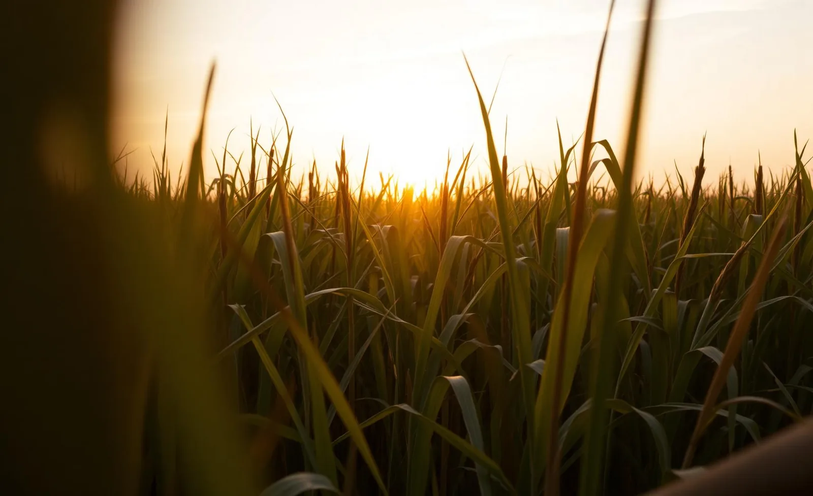 Sugarcane field at sunrise